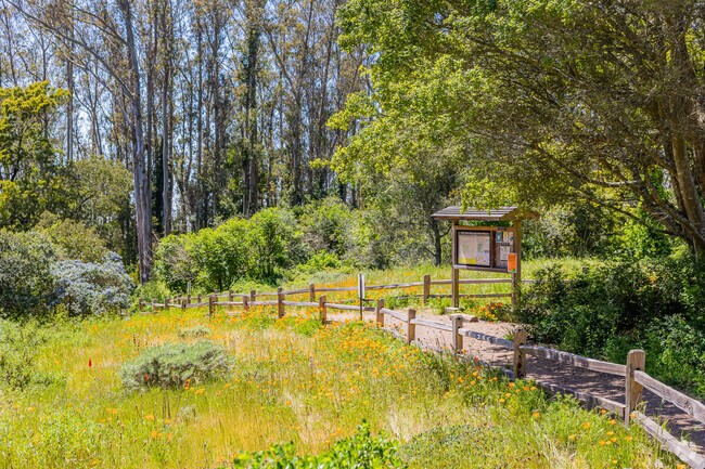 The California Poppy is in abundance across Sutro Hill .
