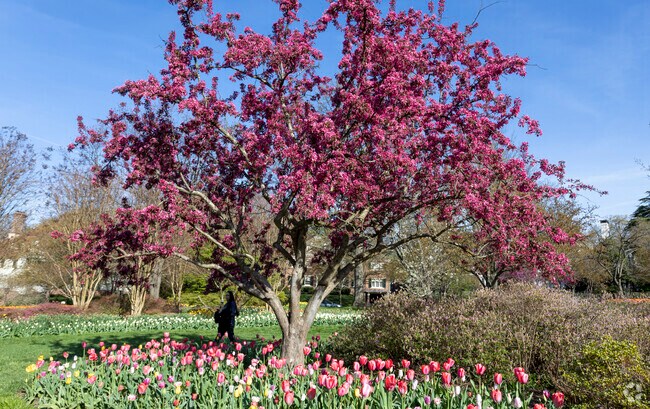 Radnor-Winston locals relax among the cherry blossoms located in Sherwood Gardens.