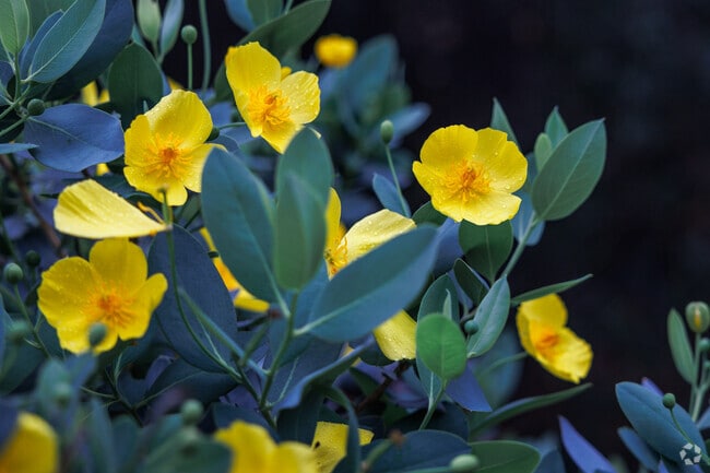 The California Botanic Garden in Claremont is a favorite place to take in nature.
