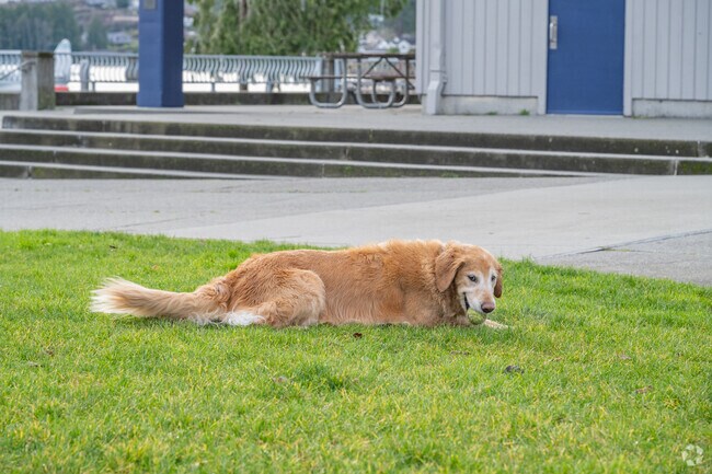 Spend the day outside with your pup at Lundeen Park in Lake Stevens.