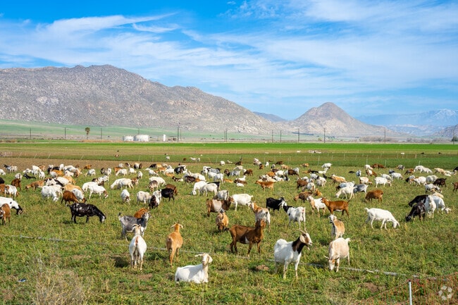 Watch the peaceful scene of goats grazing in the rural fields of Lakeview, Perris.