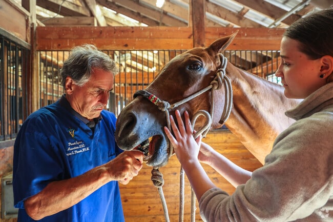 A veterinarian inspects a horses’s mouth at the Kingston Polo Club.