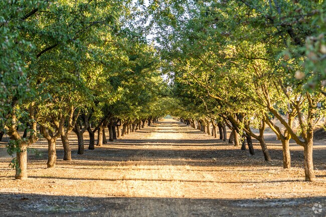 Orchards surround Sutter, adding seasonal color to the landscape.