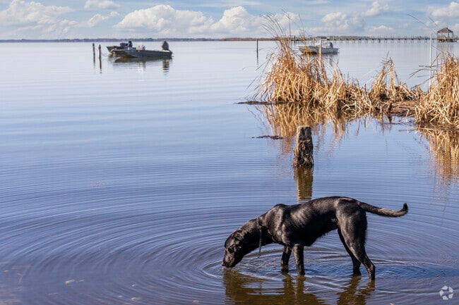 A duck hunting dog takes in a drink before a long day near the Carolla area of the Outer Banks.