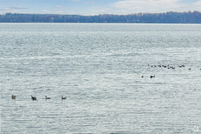 There is plenty of wildlife on Cedar Lake, located 10 minutes from Star Prairie.