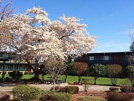 Sierra Meadows II, Auburn, WA 98002 - photo 2