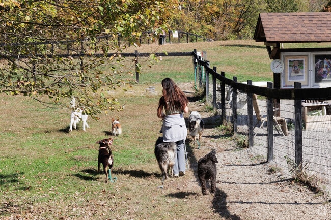 Dogs enjoy wide open fields at Wantage Dog Park near Woodbourne Park.