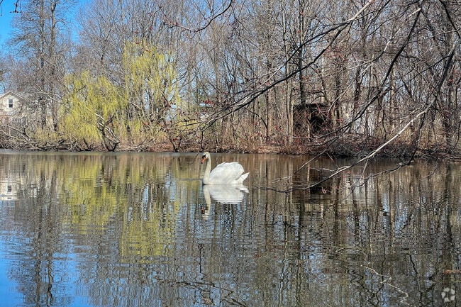 A swan glides across Murphy-Trainor Memorial Park, a peaceful retreat near Arlington.