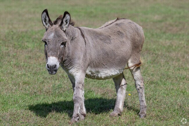 Residents can find furry farm animals at the Mount Hope Farm during a pleasant afternoon.