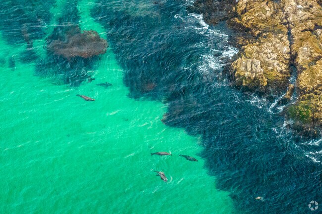 Seal Rock Beach in Pebble Beach, California is crystal clear with seals insight.