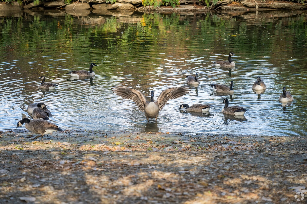 Wildlife is a common sight along the Wheeling Creek in Bethlehem.
