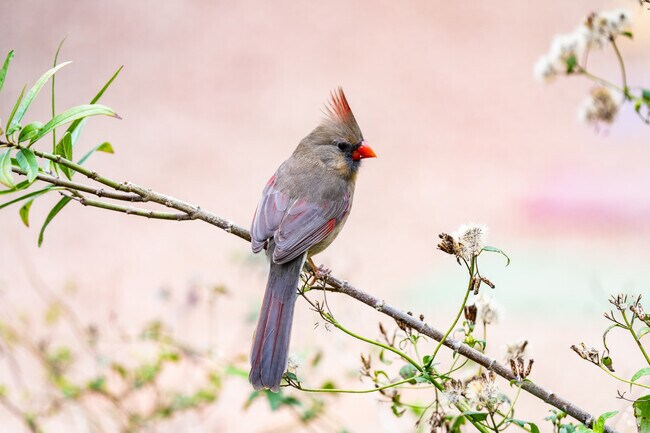 More than 300 species of birds lie in the Edinburg Scenic Wetlands & World Birding Center.