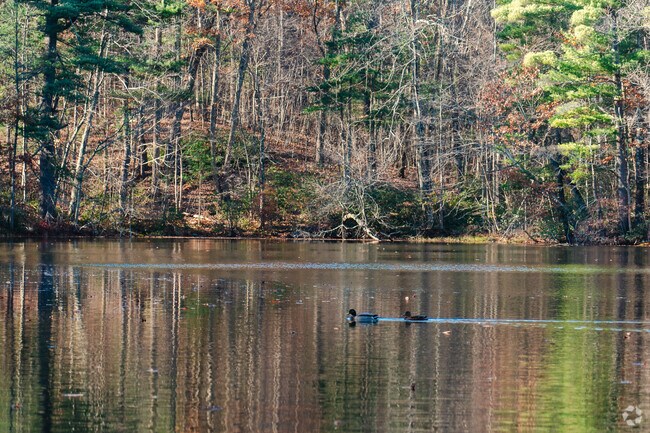 Mallards are some of the interesting wildlife found at Cook’s Woods.