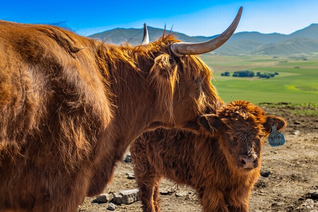 Golden Hour Farm raises Highland cattle in Hyrum.
