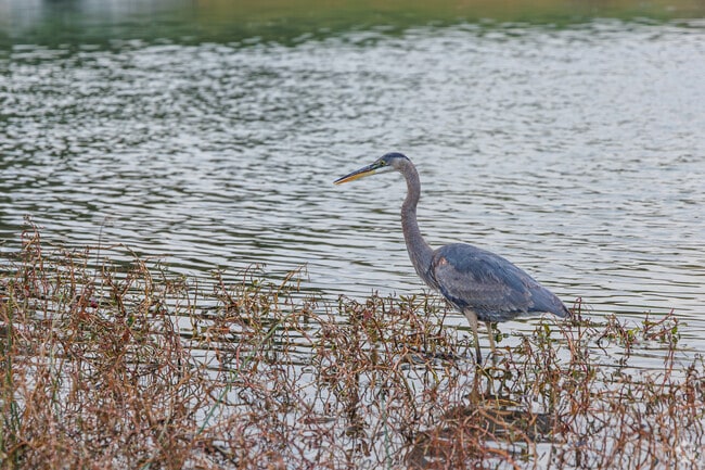 Abundant wildlife can be found at the Westminster Community Pond, such as this Great Blue Heron.
