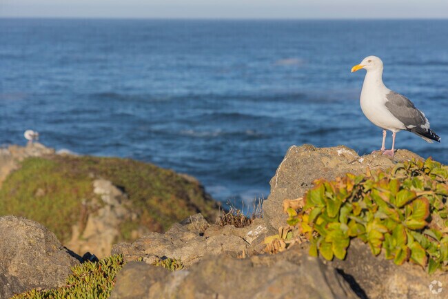Pomo Bluffs Pafk is a great place to birdwatch in Fort Bragg.