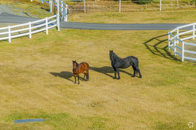 Horses roam pastures throughout South Lakes.