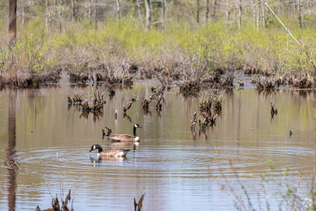 Canadian geese looking for food at Cheltenham Wetland Park in Rosaryville.