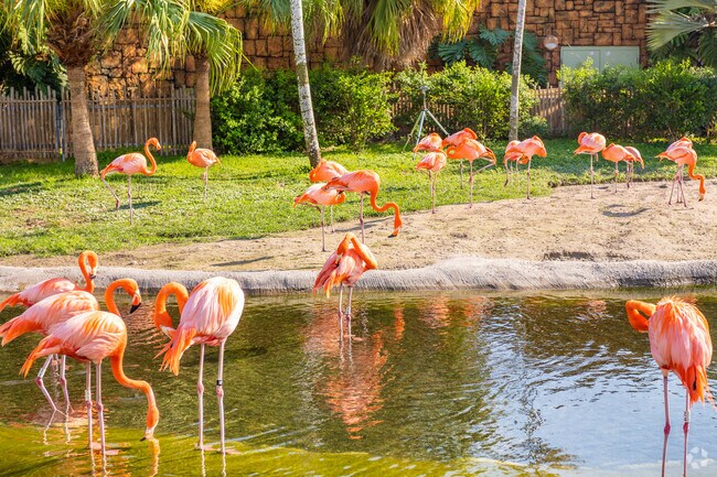 The Flamingos of Miami Zoo welcomes visitors of all ages to a magnificent day at the zoo.