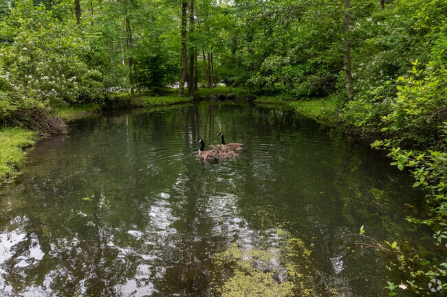 The Heathcote Duck Pond is on Duck Pond Rd. in Murray Hill Middle Heathcote in the center of the neighborhood.