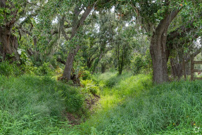 Forest trail clearing in Myakka Valley Ranches offers peaceful nature access.