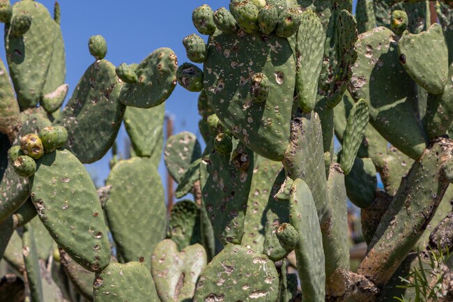 Barrio Anita is home to decades old prickly pear, some reaching 15 feet tall.