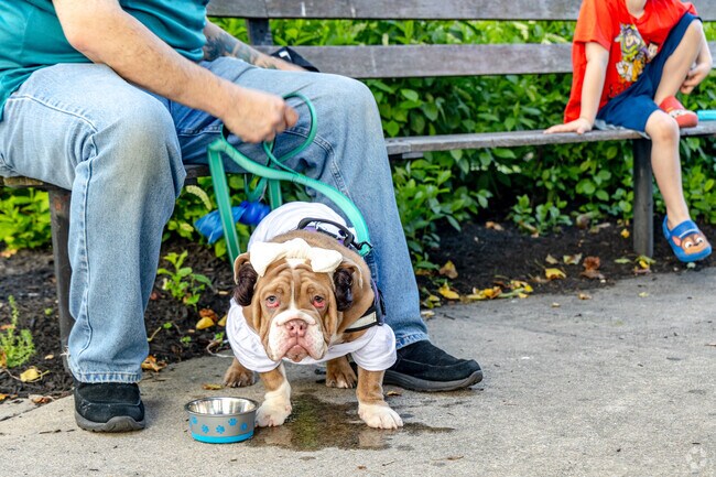 Enjoy all the fun outfits at the Maple Shade Downtown Dog Parade.