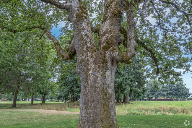 The Vancouver Heritage Oregon White  Oak Tree stands 80 ft tall at Oakbrook Park.