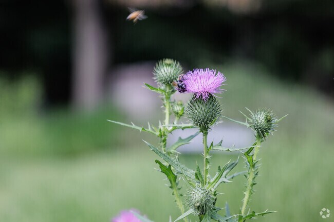 Bees love the flowers that bloom at Davie's Arboretum in Demarest, NJ.