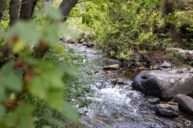 Hidden streams flow gently through the serene forests of Montana.