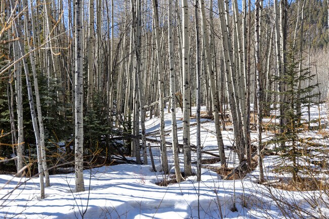 You'll find forests of aspen trees in Hilldale Pines.