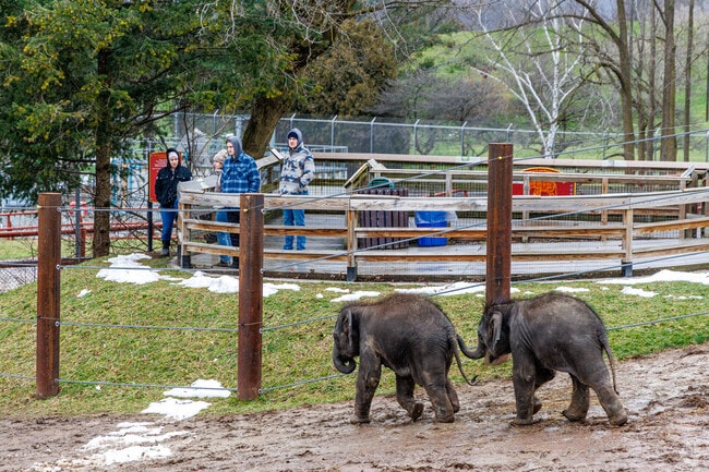 Rosamond Gifford Zoo in Near Westside is home to baby elephants that delight visitors year-round.