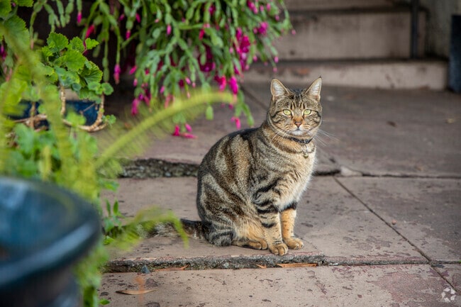 A Havenscourt cat greeting you from the street.
