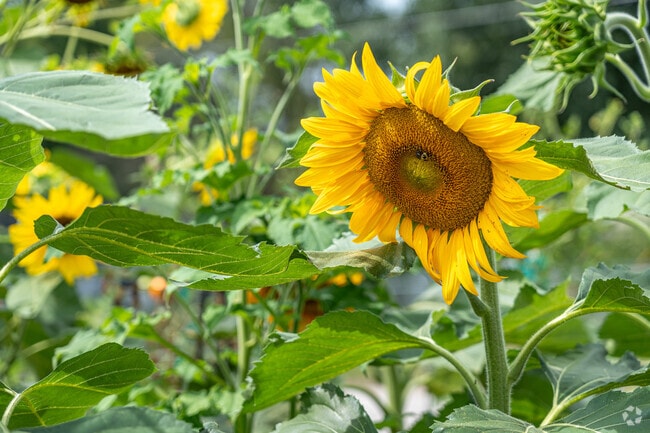 Manicured lawns and front-yard flower gardens are familiar sights in Normal.