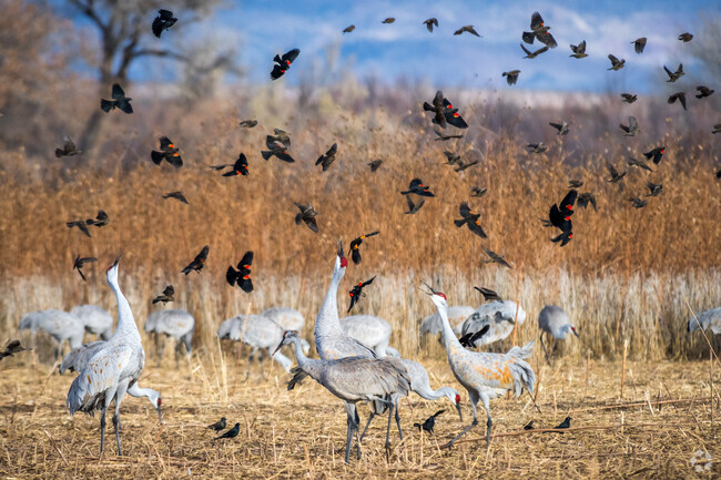 Birdwatchers flock to Bosque Del Apache National Wildlife Refuge, about 10 miles south of Socorro, to view and photograph thousands of migrating geese and other birds.