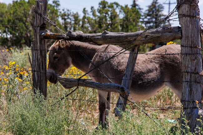 You will see all kinds of animals on properties around Manzano Mountain.