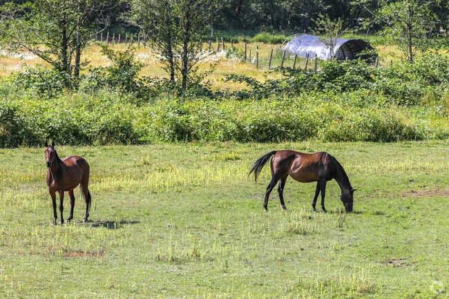 In Ocosta's countryside, find horses grazing in the pastures.