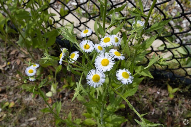The Mast Road neighborhood is an established neighborhood.