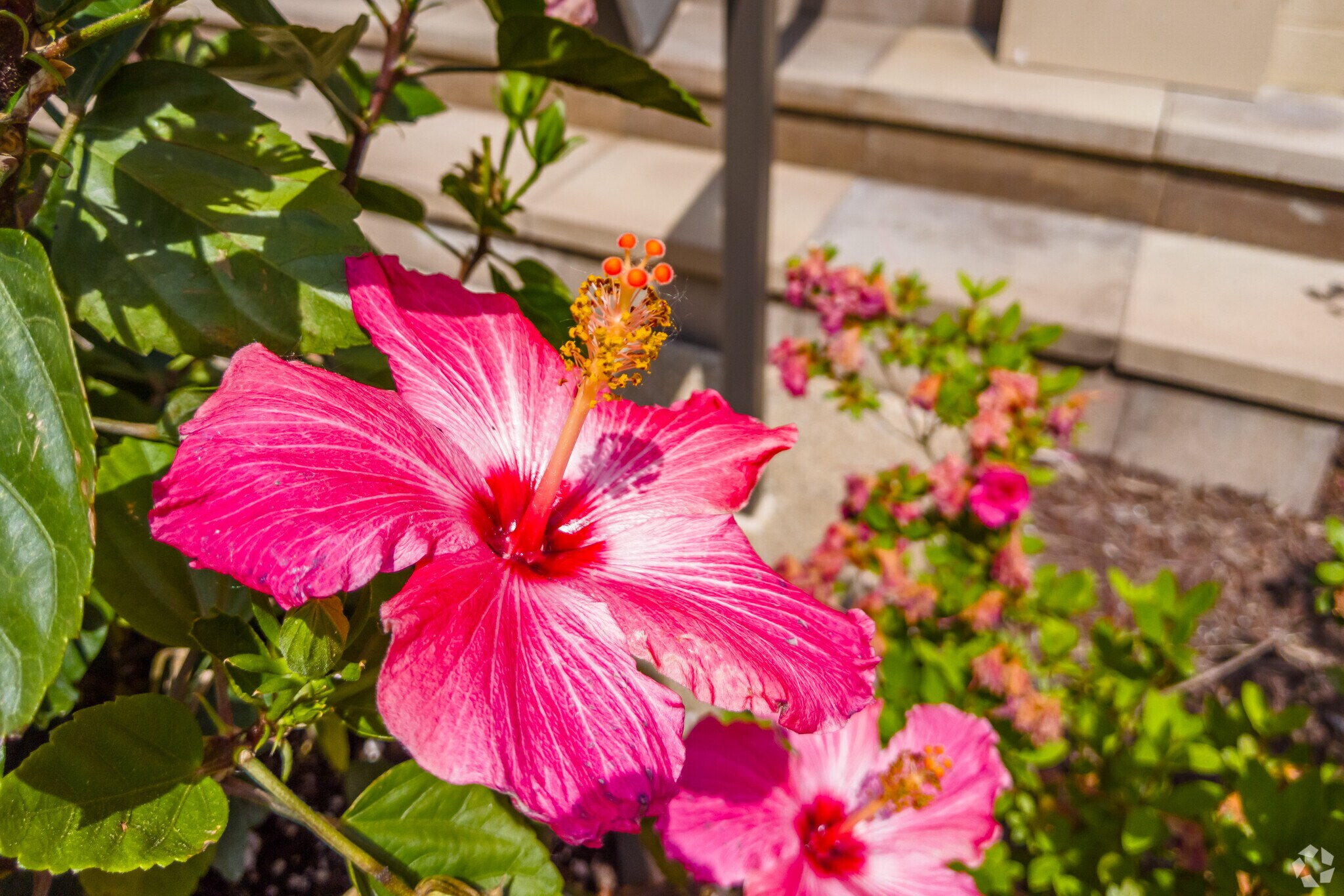 Stunning hibiscus flowers bring a pop of color to the Chevy Chase Lake neighborhood.