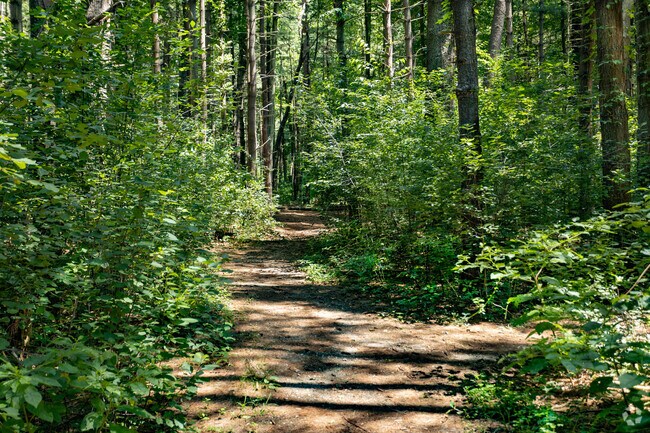 Right off of Yaphank- Middle Island Road is one of the oldest surviving White Pine Plantations.