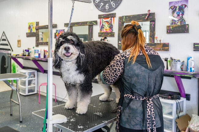 A dog gets groomed at The Dog House Grooming in Leona Valley.