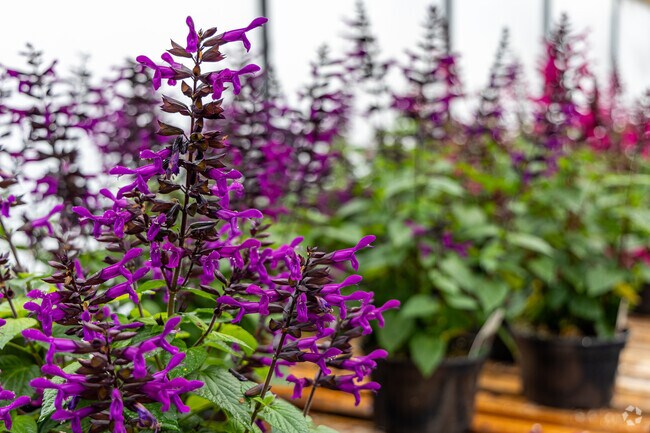 S&J Produce is your one stop shop for flowers and groceries in Mooresburg.