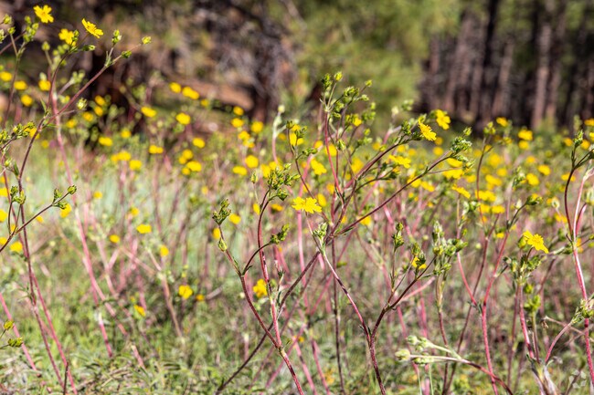 The beauty of nature is all around in the neighborhood of Bow and Arrow Acres.
