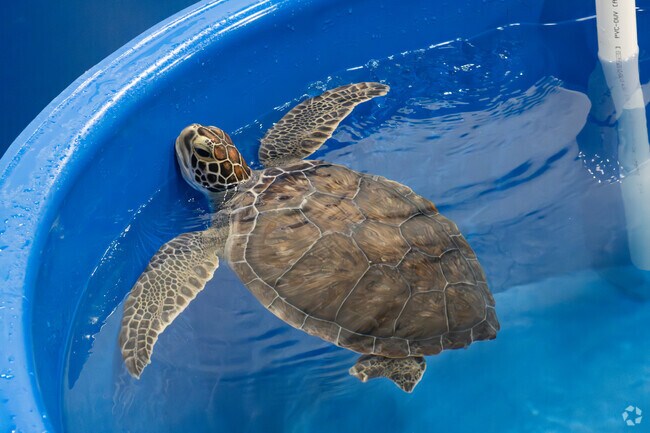 Helping heal sea turtles at the Karen Beasley Rescue Center.