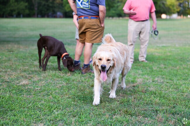 Dogs and people enjoy Bandy Field Nature Park in Three Chopt.