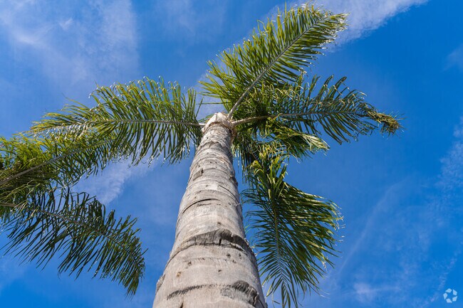 Queen Anne palm trees are a popular landscaping option for Brighton residents.