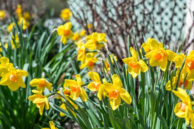 Morton Grove is known for its florists with some gaining national recognition.