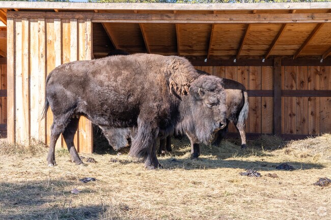 Wildlife in the Black Hills Forest are a common sight.