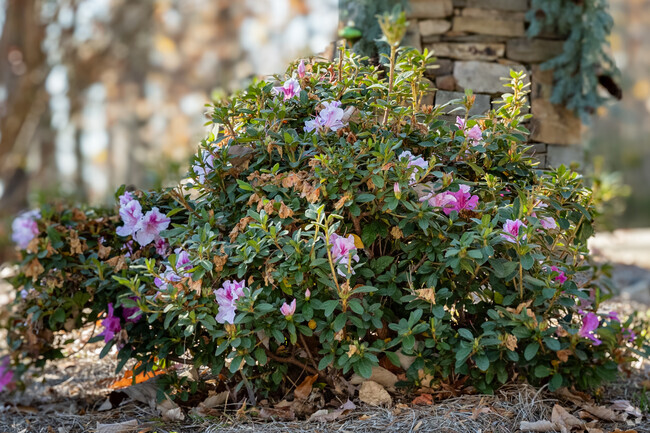 Different flowering plants can be found all throughout Shady Grove, SC.