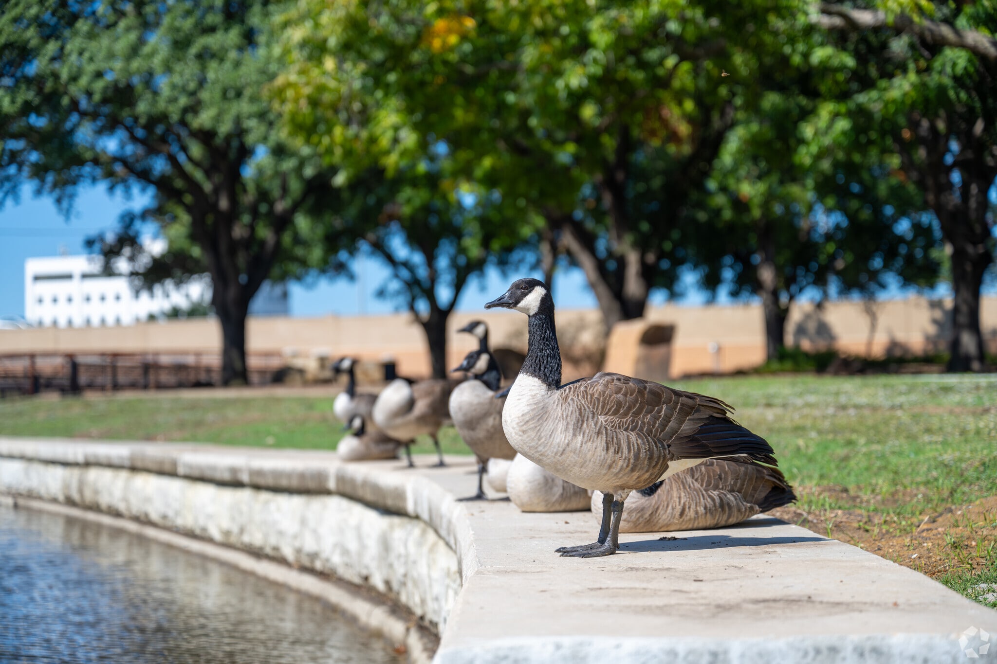 Jaycee Park where the ducks call home.